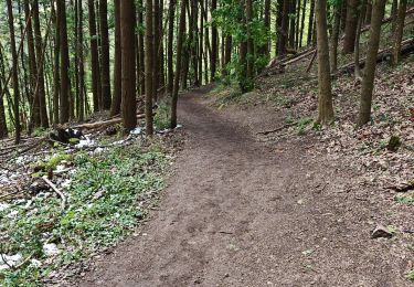 Trail Walking Barr - boucle hotzplatz-birkenflet-landsberg-holtzplatz - Photo