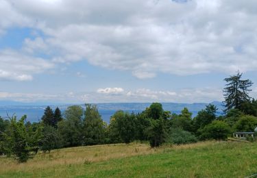 Percorso Marcia Évian-les-Bains - evian neuvecelle - Photo