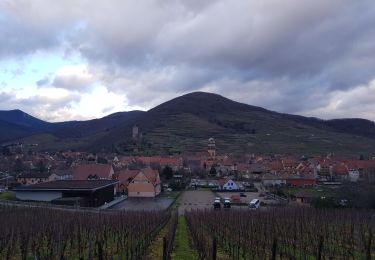 Tour Mountainbike Reichenweier - Riquewihr 2 - Photo