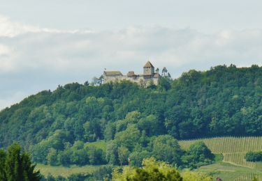 Trail On foot Truttikon - Andelfingen-Truttikon-Oberstammheim-Stein am Rhein - Photo