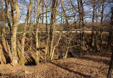 Excursión A pie Neumarkt in der Oberpfalz - Steinbergrundweg - Photo