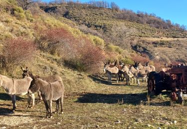 Trail Walking Barras - BARRAS .le Ruth par les Belots o l - Photo