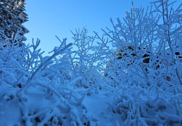 Trail Cross-country skiing Thélis-la-Combe - ski alternatif - Photo