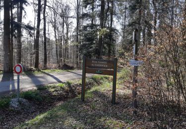 Trail Walking Montbronn - Kusterwald 210424 - Photo