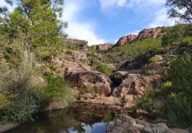 Trail Walking Le Muy - pin pignon regue dor - Photo