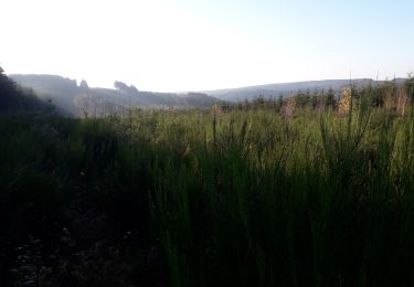 Trail Walking La Roche-en-Ardenne - Samree 261120 - Photo
