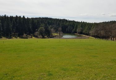 Tocht Stappen Sainte-Sigolène - 2019 04 17 autour de Ste Sigolène - Photo