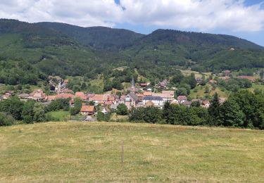 Trail Walking Steige - Steige - Au Blanc Noyer - Photo