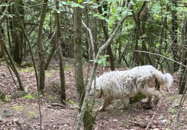Trail sport Castillon - Grammondo 3 - Photo