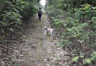 Tocht Stappen Hechtel-Eksel - bosland  - Photo