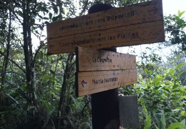 Trail Walking Pointe-Noire - Morne Piment - Morne Jeanneton - Photo