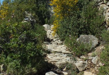 Trail Walking Lumio - Ruines d'Occi - Photo