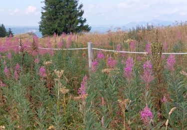 Tour Wandern Longevilles-Mont-d'Or - BALADE AU MONT D'OR - Photo