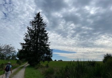 Percorso Marcia Büllingen - Panorama Medendoef - Photo