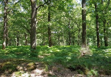 Tocht Stappen Poigny-la-Forêt - poigny la forêt 22 juin 2020 - Photo