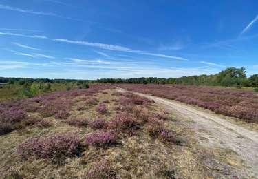 Percorso Marcia Genk - 2025-09-06 # GR5 - Bokrijk - Zutendaal - 22 kms - Photo