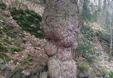Trail Walking Jalhay - Jalhay Membach  - Photo