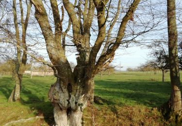 Tour Wandern Treis-Sants-en-Ouche - autour de St clair d Arcey - Photo