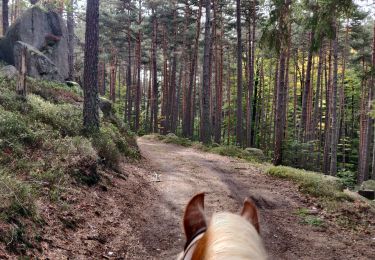 Tour Reiten Greßweiler - SityTrail - 2020-10-13 Rando CVA Gresswiller Hohwald - Photo