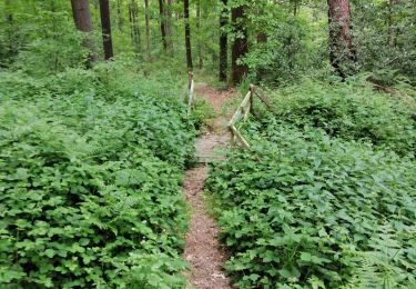 Randonnée Marche Theux - Bois Winamplanche Spa - Photo