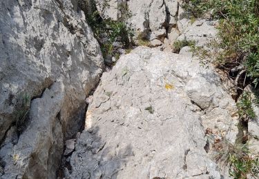 Excursión Senderismo Tolón - le Faron sud - Photo