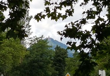 Trail Walking Sélestat - Sélestat le Grand Ried - balade dans la forêt de l'II - passerelles - Photo