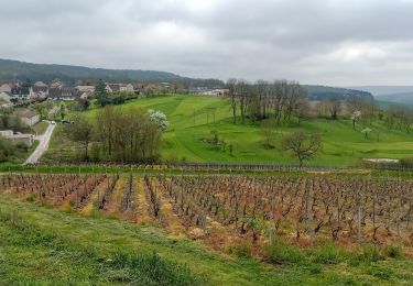 Trail Walking Damery - Damery du 20-04-2023 - Photo