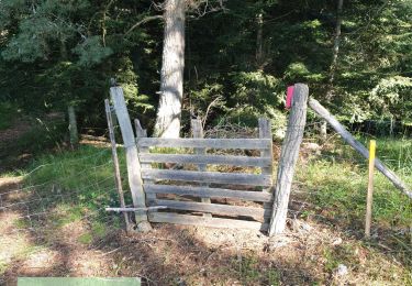 Tocht Stappen Chambon-sur-Lac - le verney sainte marguerite - Photo