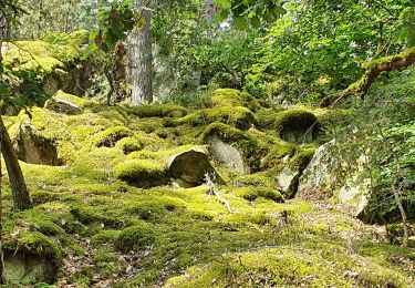 Trail Walking Fontainebleau - carrefour  de Vienne - Photo