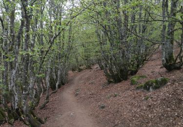 Tour Wandern Woll - Le Hohneck cool - Photo