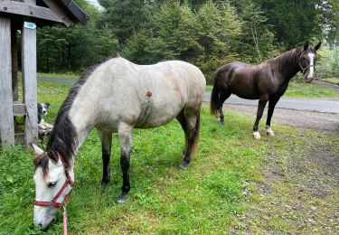 Trail Horseback riding Habay - Habay forêt d’Anlier - Photo