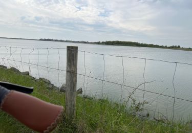 Excursión Bici de carretera Le Crotoy - L’avocette et le héron  - Photo