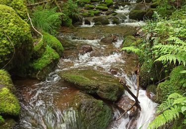 Trail Walking Vecoux - 07-06-21 Reherrey- chalet des meules- col de xiard- chalet de l'avuxon- source chaude - Photo