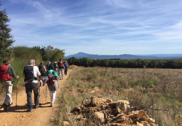 Tour Wandern Sérignan-du-Comtat - PF-Sérignan-du-Comtat - Le Bois de la Montagne - Photo