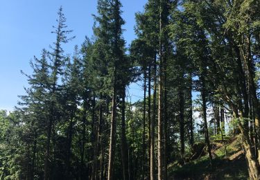 Tour Wandern Courniou - Prouilhe et la Route forestière de la corniche - Photo