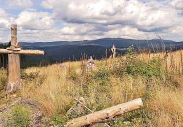 Tocht Te voet Niedernhausen - Lindenkopf: Fichte - Photo