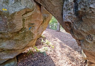 Trail Walking Fontainebleau - Sentier Denecourt 1 - Photo