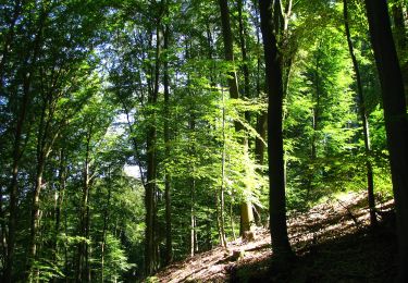 Percorso A piedi Sconosciuto - Märchenmühlenweg - Photo