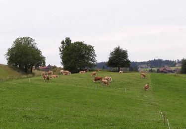 Trail On foot Wohlen bei Bern - Illiswil - Weiermatt - Photo