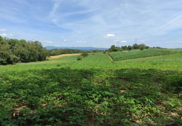 Tocht Stappen Sierentz - Bartenheim  - Photo