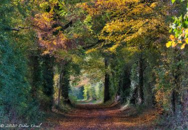 Trail Walking Nogent-le-Rotrou - Nogent-le-Rotrou - Rémalard 18 km - Photo