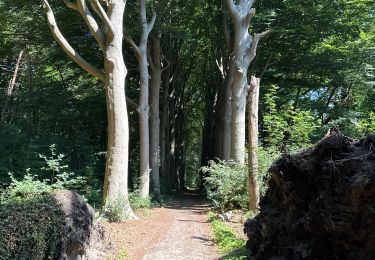 Trail Walking Bergen op Zoom - Bergen op Zoom bos Binnenschelde 15,1 km - Photo