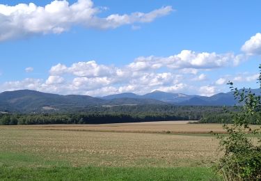 Tour Wandern Sentheim - Sentheim Bellemagny Sentheim  - Photo