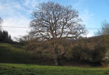 Tocht Te voet Balve - Balve Rundweg A1 - Photo