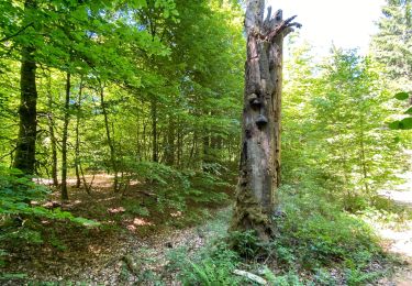 Trail Walking Habay - Anlier - Photo