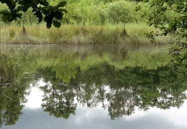 Tour Zu Fuß Zutendaal - Roelen Groene rechthoek - Photo