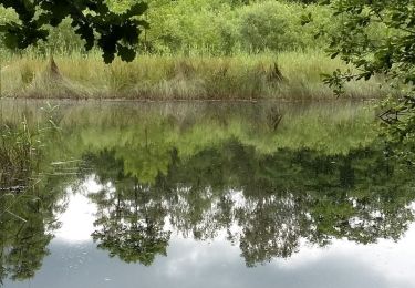 Randonnée A pied Zutendaal - Roelen Groene rechthoek - Photo