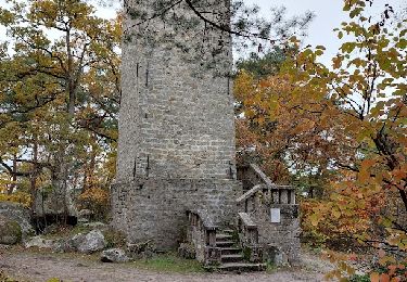 Trail Walking Fontainebleau - Croix de Toulouse#8 Var1-18519054 - Photo