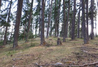 Excursión Senderismo Embrun - Forêt du mont Guillaume (petite boucle) - Photo