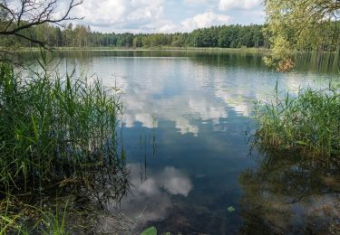 Trail On foot Chorin - Rundweg Bachsee - Photo